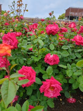 ぎふワールド・ローズガーデンに投稿された画像（2025/5/25）