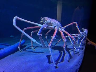 竹島水族館に投稿された画像（2025/5/25）