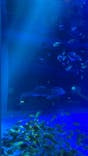 のとじま水族館に投稿された画像（2025/5/25）