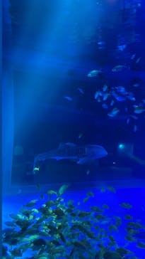 のとじま水族館に投稿された画像（2025/5/25）