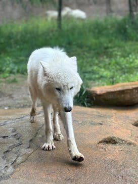 那須どうぶつ王国に投稿された画像（2025/5/25）