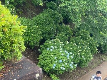 小田原城に投稿された画像（2025/5/25）