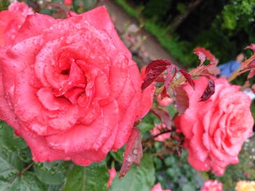 ぎふワールド・ローズガーデンに投稿された画像（2025/5/25）