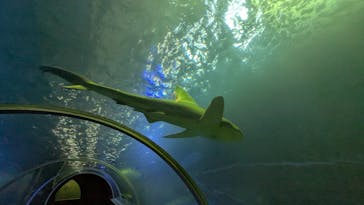 串本海中公園水族館に投稿された画像（2025/5/25）