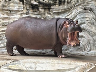 恩賜上野動物園に投稿された画像（2025/5/25）