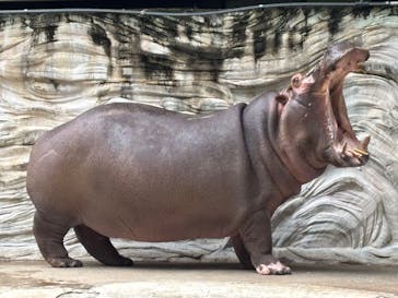 恩賜上野動物園に投稿された画像（2025/5/25）