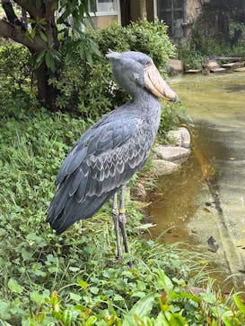 恩賜上野動物園に投稿された画像（2025/5/25）