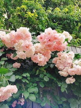 横浜イングリッシュガーデンに投稿された画像（2025/5/25）