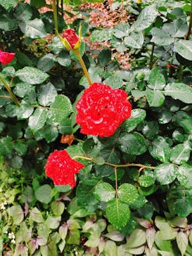 横浜イングリッシュガーデンに投稿された画像（2025/5/25）