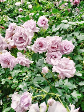 横浜イングリッシュガーデンに投稿された画像（2025/5/25）