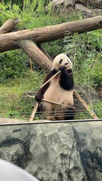 恩賜上野動物園に投稿された画像（2025/5/25）