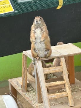 淡路ファームパーク イングランドの丘に投稿された画像（2025/5/25）