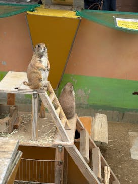 淡路ファームパーク イングランドの丘に投稿された画像（2025/5/25）