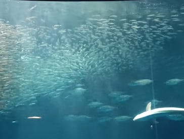 名古屋港水族館に投稿された画像（2025/5/25）
