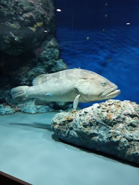 名古屋港水族館に投稿された画像（2025/5/25）