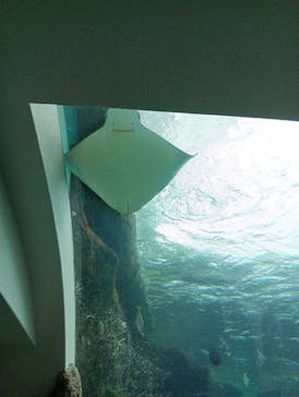 名古屋港水族館に投稿された画像（2025/5/25）