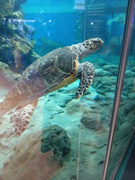 名古屋港水族館に投稿された画像（2025/5/25）