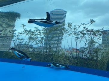 サンシャイン水族館に投稿された画像（2025/5/25）