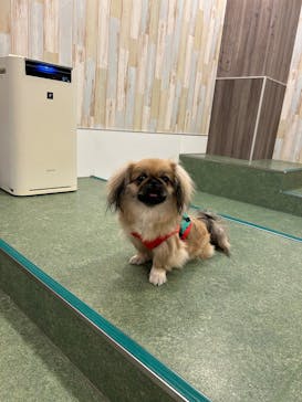 いぬカフェRio 吉祥寺店に投稿された画像（2025/5/25）