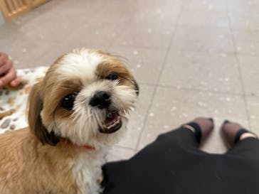 いぬカフェRio ゆめタウン佐賀店に投稿された画像（2025/5/25）