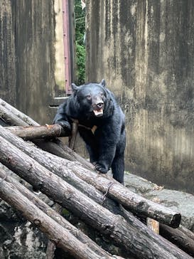 恩賜上野動物園に投稿された画像（2025/5/25）