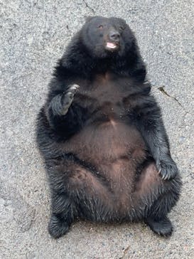 奥飛騨クマ牧場に投稿された画像（2025/5/25）