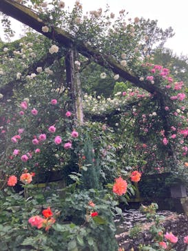 ACAO FORESTに投稿された画像（2025/5/25）