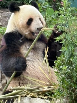 恩賜上野動物園に投稿された画像（2025/5/25）