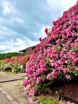 ぎふワールド・ローズガーデンに投稿された画像（2025/5/25）