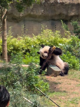 恩賜上野動物園に投稿された画像（2025/5/25）