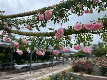 万博記念公園に投稿された画像（2025/5/25）