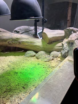 カワスイ 川崎⽔族館に投稿された画像（2025/5/25）