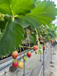 すごう農園直売所ピアッツァに投稿された画像（2025/5/25）