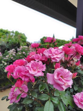 横浜イングリッシュガーデンに投稿された画像（2025/5/25）