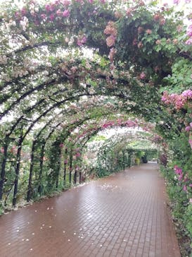 横浜イングリッシュガーデンに投稿された画像（2025/5/25）