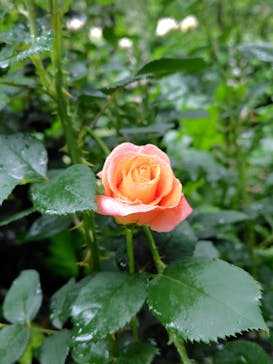 横浜イングリッシュガーデンに投稿された画像（2025/5/25）