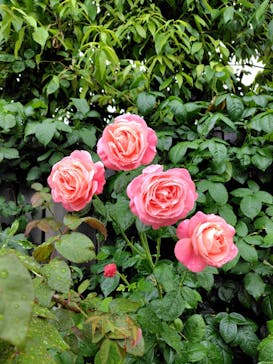 横浜イングリッシュガーデンに投稿された画像（2025/5/25）