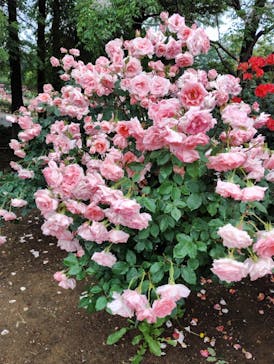 いばらきフラワーパークに投稿された画像（2025/5/25）