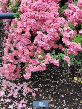 いばらきフラワーパークに投稿された画像（2025/5/25）