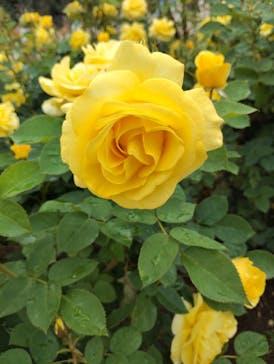 いばらきフラワーパークに投稿された画像（2025/5/25）