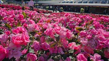 ぎふワールド・ローズガーデンに投稿された画像（2025/5/25）