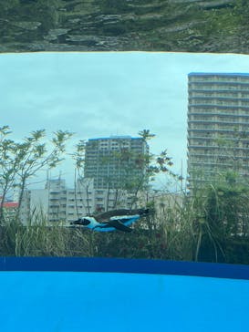 サンシャイン水族館に投稿された画像（2025/5/25）