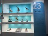 特別展「鳥～ゲノム解析が解き明かす新しい鳥類の系統～」に投稿された画像（2025/5/25）