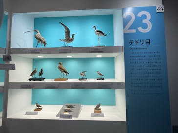 特別展「鳥～ゲノム解析が解き明かす新しい鳥類の系統～」に投稿された画像（2025/5/25）