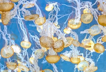 新江ノ島水族館に投稿された画像（2025/5/25）