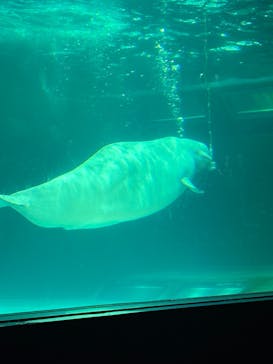 鴨川シーワールドに投稿された画像（2025/5/25）