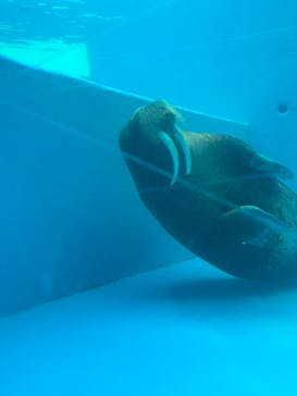 鴨川シーワールドに投稿された画像（2025/5/25）