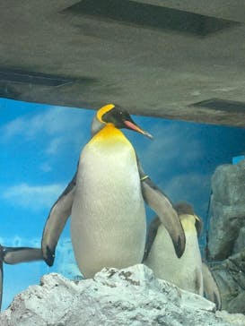 鴨川シーワールドに投稿された画像（2025/5/25）