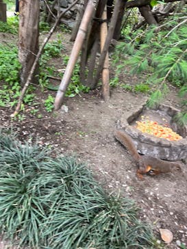 那須どうぶつ王国に投稿された画像（2025/5/25）