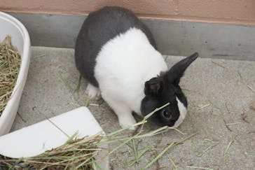 淡路ファームパーク イングランドの丘に投稿された画像（2025/5/25）